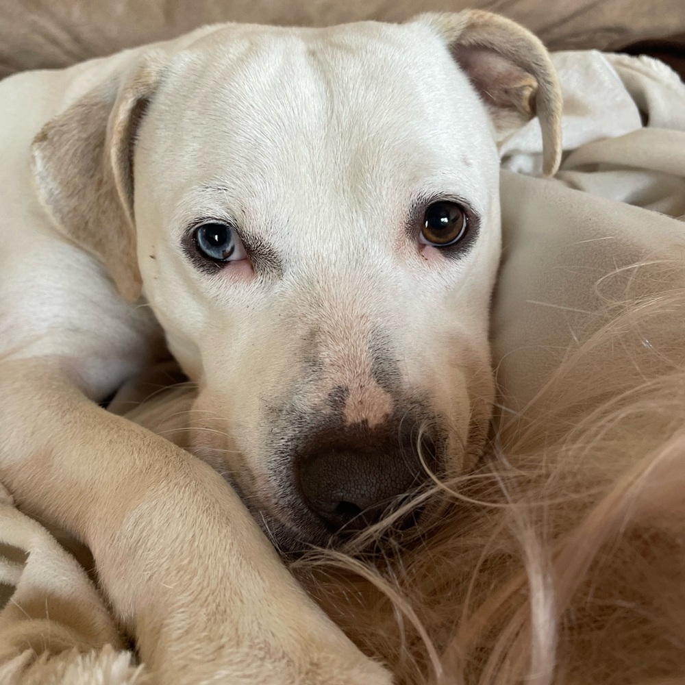 FUR BABIES NEED YOUR HELP! - Picture 4 of 16
